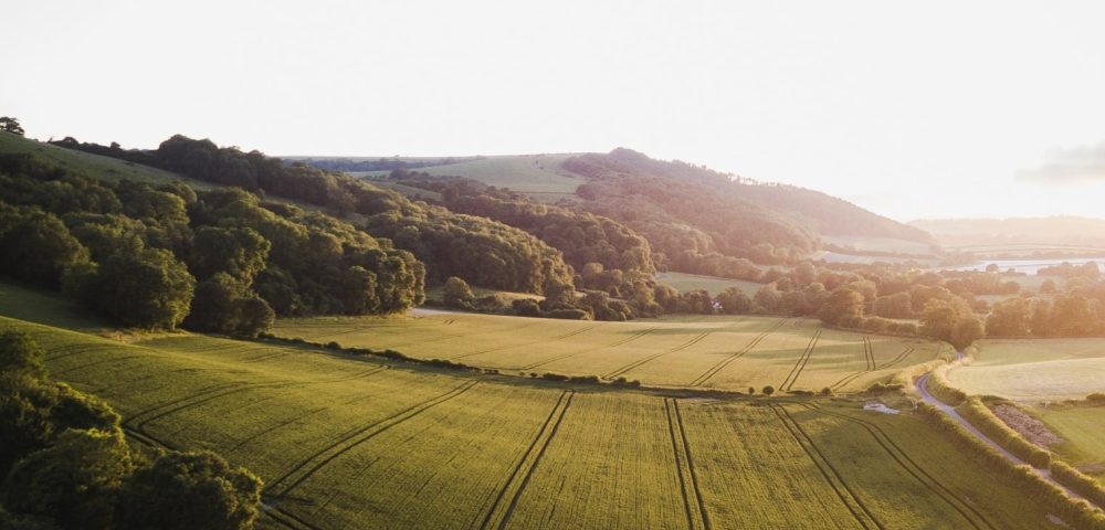 Fichi di Cosenza a tavola