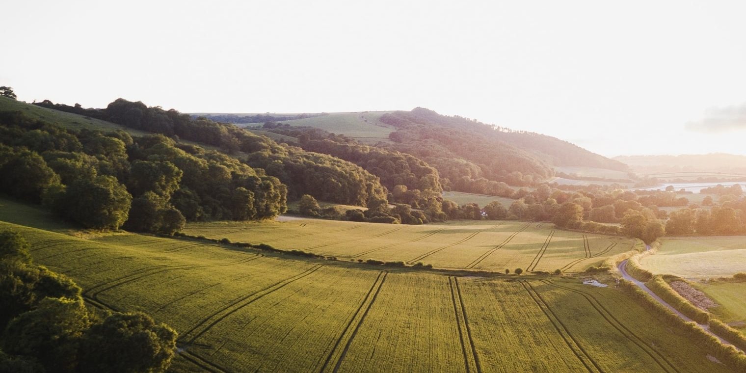 Fichi di Cosenza a tavola